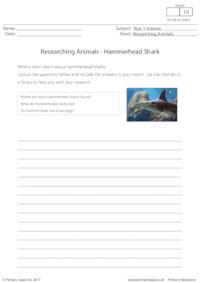 Researching Animals - Hammerhead Shark