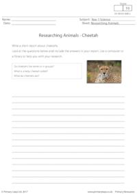 Researching Animals - Cheetah