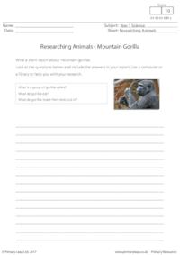 Researching Animals - Mountain Gorilla