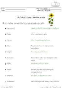 Life cycle of a flower - Matching activity