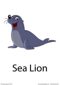 California sea lion flashcard