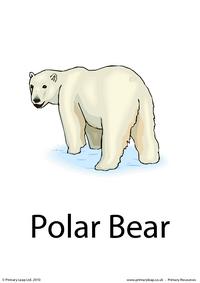 Polar bear flashcard 1