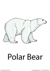Polar bear flashcard 2