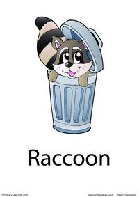 Raccoon flashcard 4