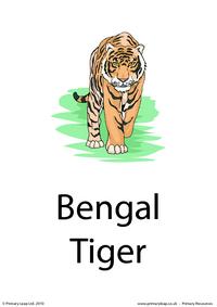 Bengal tiger flashcard