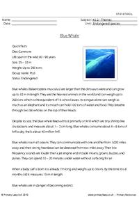 Blue whale comprehension