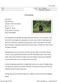 Chimpanzee comprehension