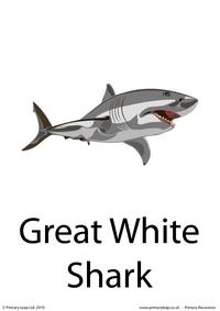 Great white shark flashcard 1