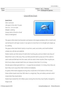 Great white shark comprehension