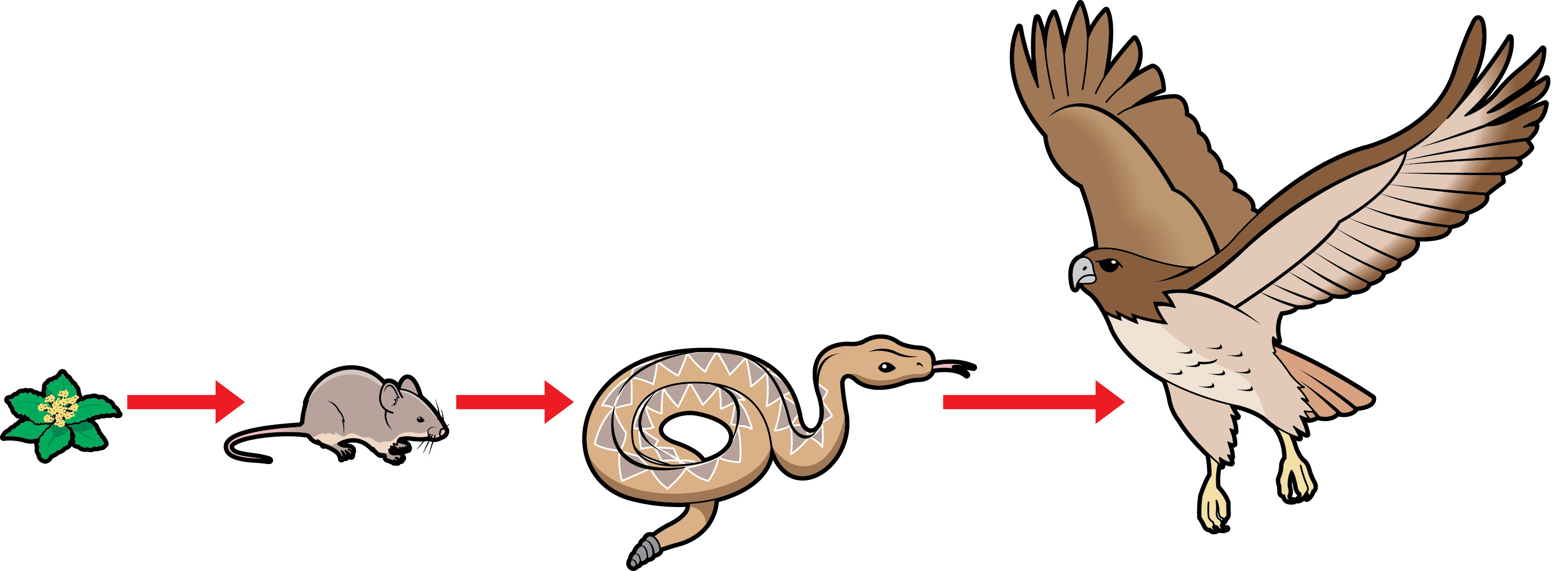 How To Know If A Food Web Is Stable